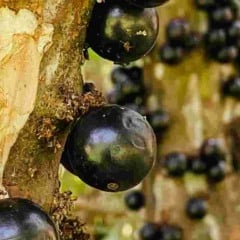 Saiba como cultivar a jabuticaba, com dicas para produzir mais e vender melhor a frutra que é nativa do Brasil e símbolo da biodiversidade