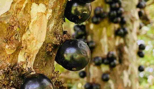 Saiba como cultivar a jabuticaba, com dicas para produzir mais e vender melhor a frutra que é nativa do Brasil e símbolo da biodiversidade