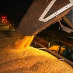 Conab lança estimativas para a safra de milho e de soja 2025/26