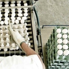 Os números divulgados na quarta-feira (26) pela Companhia Nacional de Abastecimento (Conab) mostram que a produção brasileira de carne de frango pode chegar a 15,86 milhões de toneladas em 2026, superando a estimativa de 15,5 milhões de toneladas prevista para este ano e estabelecendo um novo recorde. O avanço da avicultura de corte, somado ao bom desempenho da suinocultura, reforça a expectativa de crescimento no setor de proteínas animais.