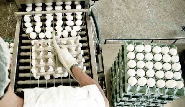 Os números divulgados na quarta-feira (26) pela Companhia Nacional de Abastecimento (Conab) mostram que a produção brasileira de carne de frango pode chegar a 15,86 milhões de toneladas em 2026, superando a estimativa de 15,5 milhões de toneladas prevista para este ano e estabelecendo um novo recorde. O avanço da avicultura de corte, somado ao bom desempenho da suinocultura, reforça a expectativa de crescimento no setor de proteínas animais.