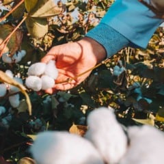Mato Grosso do Sul adotou novas medidas para prevenir e controlar o bicudo-do-algodoeiro, principal praga que ameaça a cotonicultura brasileira.