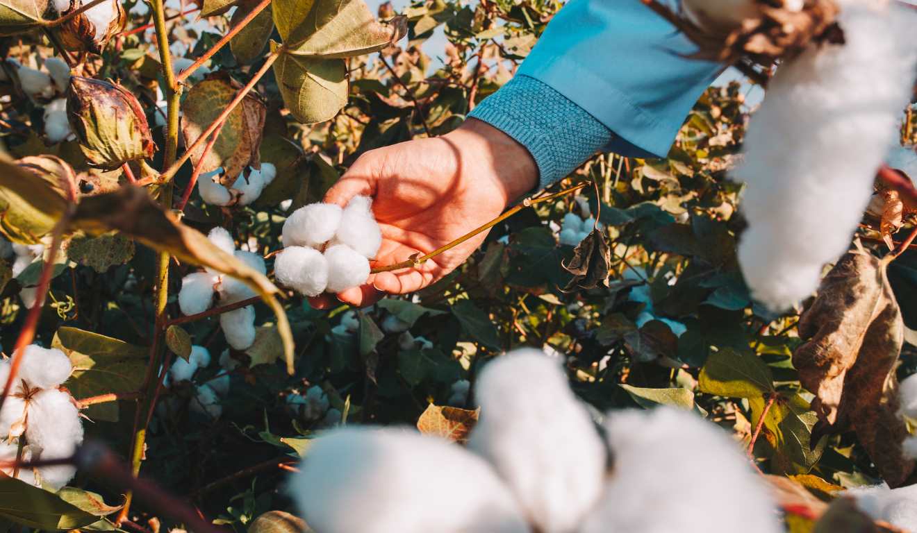 Mato Grosso do Sul adotou novas medidas para prevenir e controlar o bicudo-do-algodoeiro, principal praga que ameaça a cotonicultura brasileira. Mato Grosso do Sul adotou novas medidas para prevenir e controlar o bicudo-do-algodoeiro, principal praga que ameaça a cotonicultura brasileira.