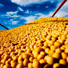 Abrem as inscrições para o Desafio Nacional de Máxima Produtividade de Soja na Safra 2025/26.
