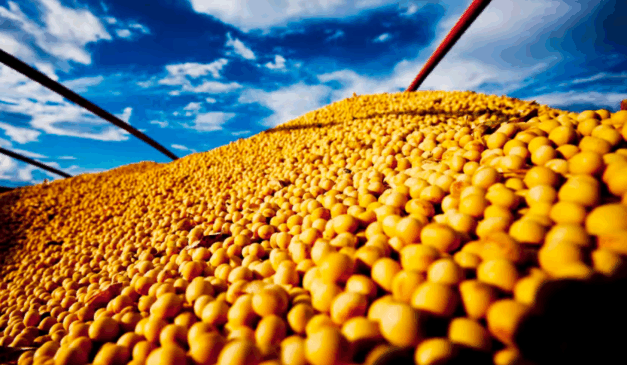 Abrem as inscrições para o Desafio Nacional de Máxima Produtividade de Soja na Safra 2025/26.