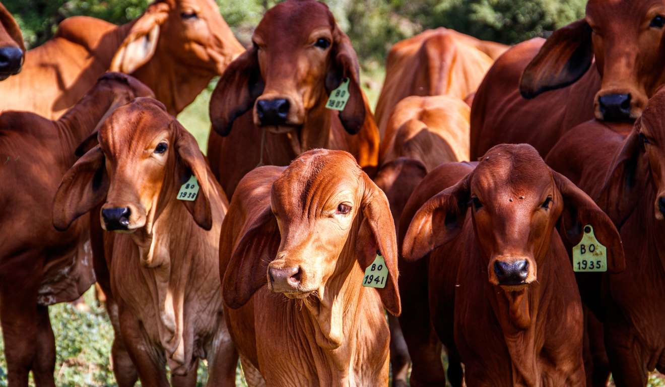 Um estudo da Fundação Getulio Vargas (FGV), em parceria com a Associação Brasileira das Indústrias Exportadoras de Carnes (Abiec), indica que o setor pecuário brasileiro poderá reduzir em pelo menos 79,9% as emissões de CO2 até 2050 Um estudo da Fundação Getulio Vargas (FGV), em parceria com a Associação Brasileira das Indústrias Exportadoras de Carnes (Abiec), indica que o setor pecuário brasileiro poderá reduzir em pelo menos 79,9% as emissões de CO2 até 2050