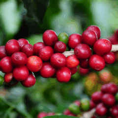 A Emater-MG e a Plataforma Global do Café no Brasil anunciaram um Acordo de Cooperação Técnica para incentivar a cafeicultura regenerativa de Minas Gerais, hoje, o maior estado produtor de café arábica do país.