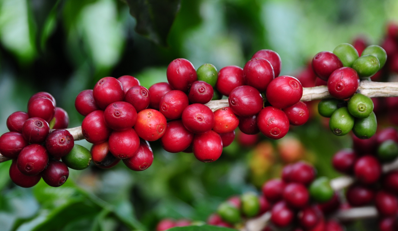 A Emater-MG e a Plataforma Global do Café no Brasil anunciaram um Acordo de Cooperação Técnica para incentivar a cafeicultura regenerativa de Minas Gerais, hoje, o maior estado produtor de café arábica do país. A Emater-MG e a Plataforma Global do Café no Brasil anunciaram um Acordo de Cooperação Técnica para incentivar a cafeicultura regenerativa de Minas Gerais, hoje, o maior estado produtor de café arábica do país.