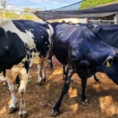 A Emater Minas Gerais tem intensificado as orientações sobre manejo sanitário nas propriedades rurais mineiras como forma de garantir produtividade e reduzir custos na pecuária