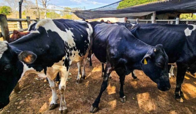 A Emater Minas Gerais tem intensificado as orientações sobre manejo sanitário nas propriedades rurais mineiras como forma de garantir produtividade e reduzir custos na pecuária