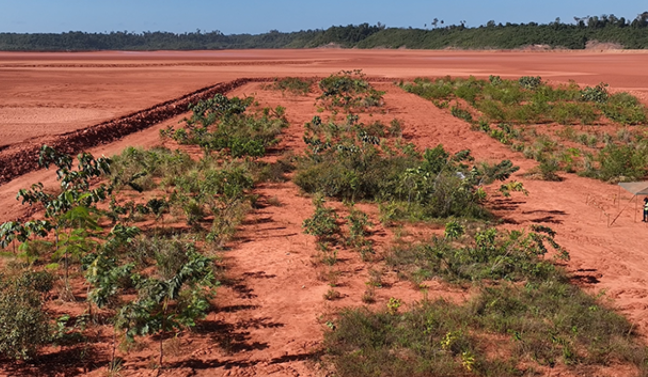 A Embrapa Agrobiologia, do Rio de Janeiro, desenvolveu ao longo de décadas um inoculante biológico capaz de atender pelo menos 31 espécies florestais leguminosas.