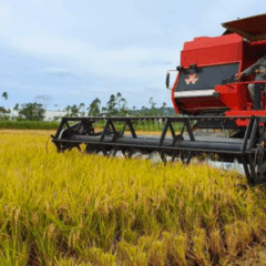 Desenvolvida pela Epagri em parceria com a Embrapa, a variedade de arroz SCSBRS126 Dueto foi finalista do Prêmio da Aliança Global de Bioeconomia para Impacto e Liderança em Bioeconomia 2025