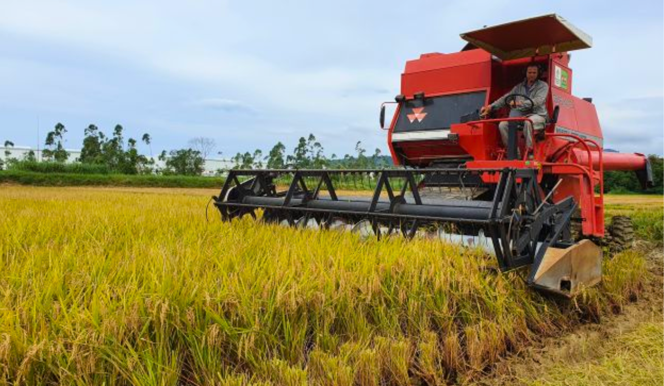 Desenvolvida pela Epagri em parceria com a Embrapa, a variedade de arroz SCSBRS126 Dueto foi finalista do Prêmio da Aliança Global de Bioeconomia para Impacto e Liderança em Bioeconomia 2025