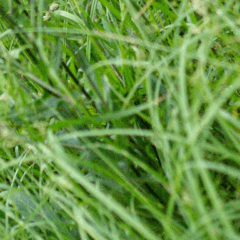 Durante a Agritechnica, feira de máquinas agrícolas que ocorre em Hannover, na Alemanha, a empresa alemã Digital Workbench apresentou um robô autônomo capaz de eliminar ervas daninhas pela raiz por meio de disparos de laser guiados por inteligência artificial