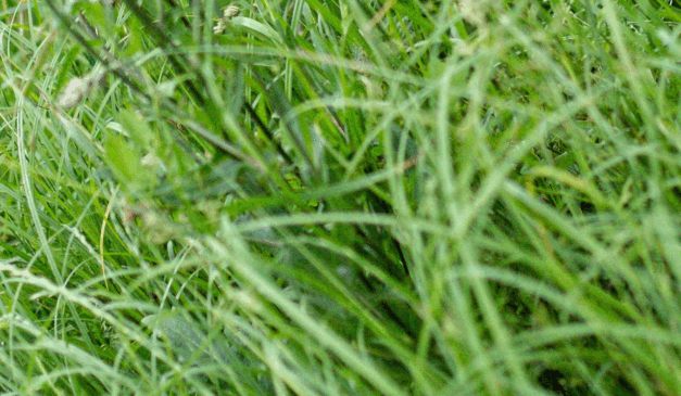 Durante a Agritechnica, feira de máquinas agrícolas que ocorre em Hannover, na Alemanha, a empresa alemã Digital Workbench apresentou um robô autônomo capaz de eliminar ervas daninhas pela raiz por meio de disparos de laser guiados por inteligência artificial