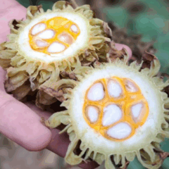 O Governo do Espírito Santo publicou, na última semana no Diário Oficial, a Portaria Conjunta SEAMA/IEMA/IDAF nº 002-R, que regulamenta a coleta e o uso de sementes, pólens e outros propágulos de espécies nativas dentro das Unidades de Conservação (UCs) do Estado, fortalecendo a biodiversidade.