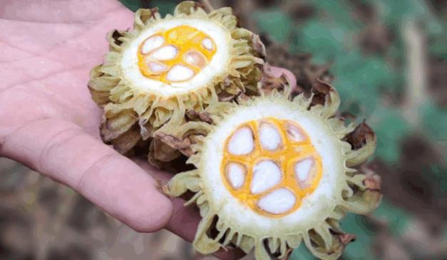 O Governo do Espírito Santo publicou, na última semana no Diário Oficial, a Portaria Conjunta SEAMA/IEMA/IDAF nº 002-R, que regulamenta a coleta e o uso de sementes, pólens e outros propágulos de espécies nativas dentro das Unidades de Conservação (UCs) do Estado, fortalecendo a biodiversidade.