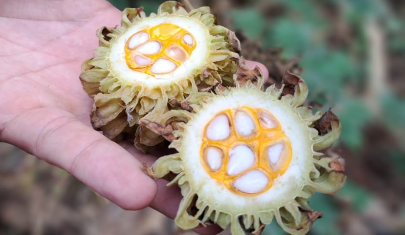 O Governo do Espírito Santo publicou, na última semana no Diário Oficial, a Portaria Conjunta SEAMA/IEMA/IDAF nº 002-R, que regulamenta a coleta e o uso de sementes, pólens e outros propágulos de espécies nativas dentro das Unidades de Conservação (UCs) do Estado, fortalecendo a biodiversidade.