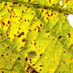 Entenda mais sobre a ferrugem asiática da soja e conheça as principais alternativas de controle para uma maior produtividade da sua lavoura!