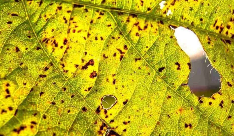 Entenda mais sobre a ferrugem asiática da soja e conheça as principais alternativas de controle para uma maior produtividade da sua lavoura!