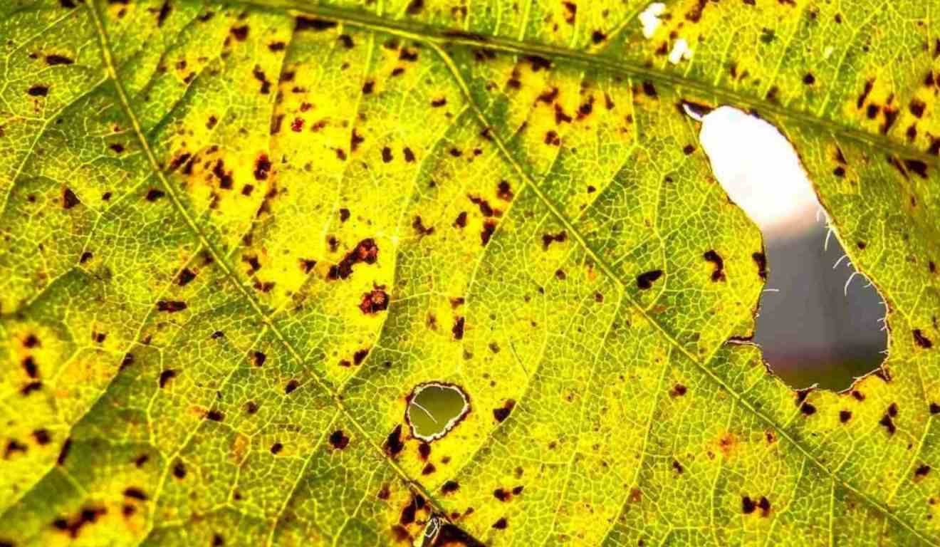 Entenda mais sobre a ferrugem asiática da soja e conheça as principais alternativas de controle para uma maior produtividade da sua lavoura!