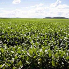 Os primeiros focos de ferrugem asiática da soja na safra 2025/26 foram confirmados em Corbélia (PR) e Itapetininga (SP), segundo o Consórcio Antiferrugem. O registro acende o alerta para que produtores dessas regiões reforcem o monitoramento das lavouras.