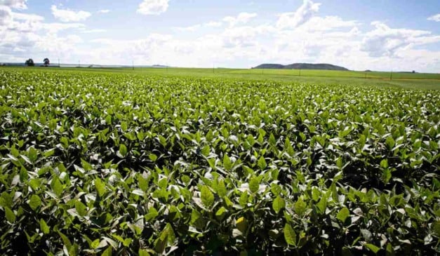 Os primeiros focos de ferrugem asiática da soja na safra 2025/26 foram confirmados em Corbélia (PR) e Itapetininga (SP), segundo o Consórcio Antiferrugem. O registro acende o alerta para que produtores dessas regiões reforcem o monitoramento das lavouras.