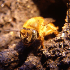 O 6º Encontro Catarinense de Meliponicultura Zootécnica (ECAMZOO) e o 2º Simpósio Nacional de Meliponicultura Zootécnica reúnem palestras e mesas de debate sobre produção de mel e criação de abelhas sem ferrão.