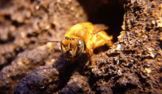 O 6º Encontro Catarinense de Meliponicultura Zootécnica (ECAMZOO) e o 2º Simpósio Nacional de Meliponicultura Zootécnica reúnem palestras e mesas de debate sobre produção de mel e criação de abelhas sem ferrão.