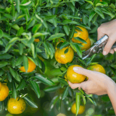 O avanço no sequenciamento do genoma da Xylella fastidiosa, bactéria causadora do “amarelinho”, está servindo de base para o enfrentamento do greening, principal ameaça à citricultura mundial