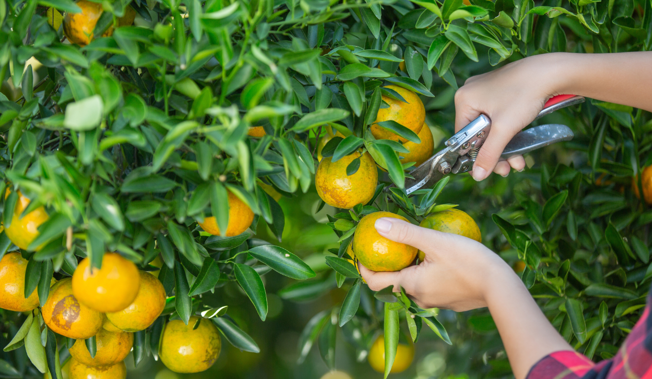 O avanço no sequenciamento do genoma da Xylella fastidiosa, bactéria causadora do “amarelinho”, está servindo de base para o enfrentamento do greening, principal ameaça à citricultura mundial O avanço no sequenciamento do genoma da Xylella fastidiosa, bactéria causadora do “amarelinho”, está servindo de base para o enfrentamento do greening, principal ameaça à citricultura mundial