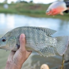 A Secretaria de Estado de Meio Ambiente e Desenvolvimento Sustentável (Semad) de Goiás lançou um guia rápido com orientações sobre as regras da Piracema, período de 1º de novembro a 28 de fevereiro em que a pesca comercial é proibida para proteger a reprodução dos peixes