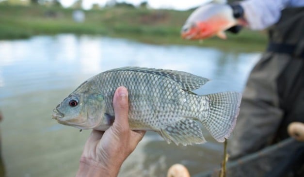 A Secretaria de Estado de Meio Ambiente e Desenvolvimento Sustentável (Semad) de Goiás lançou um guia rápido com orientações sobre as regras da Piracema, período de 1º de novembro a 28 de fevereiro em que a pesca comercial é proibida para proteger a reprodução dos peixes