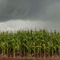 Para lidar com os efeitos da La Niña no Rio Grande do Sul, especialistas recomendam manejo do solo, rotação de culturas e atenção ao calendário de plantio
