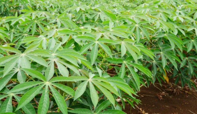 O Ministério da Agricultura e Pecuária (Mapa), por meio da Secretaria de Defesa Agropecuária, publicou a Portaria SDA/MAPA nº 1.443/2025, que altera a relação de pragas quarentenárias existentes no país, prevista no Anexo da Instrução Normativa nº 38, de 1º de outubro de 2018.