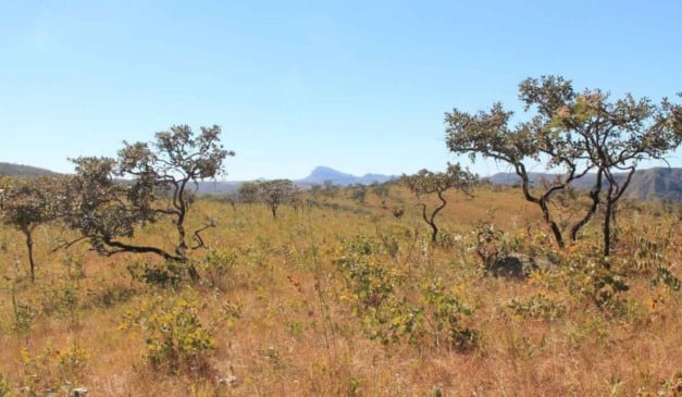 Mato Grosso do Sul prepara um novo edital, com recursos de REDD+, para estruturar o mercado de carbono em 2026 no estado.