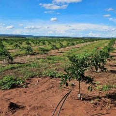 A citricultura de Mato Grosso do Sul será o tema central de dois eventos, o Encontro Regional de Capacitação em Citricultura e o MS Citrus Summit, que acontecem nos dias 10 e 11 de dezembro, respectivamente. As atividades serão realizadas em Três Lagoas (MS), no Espaço do Sesi MS.