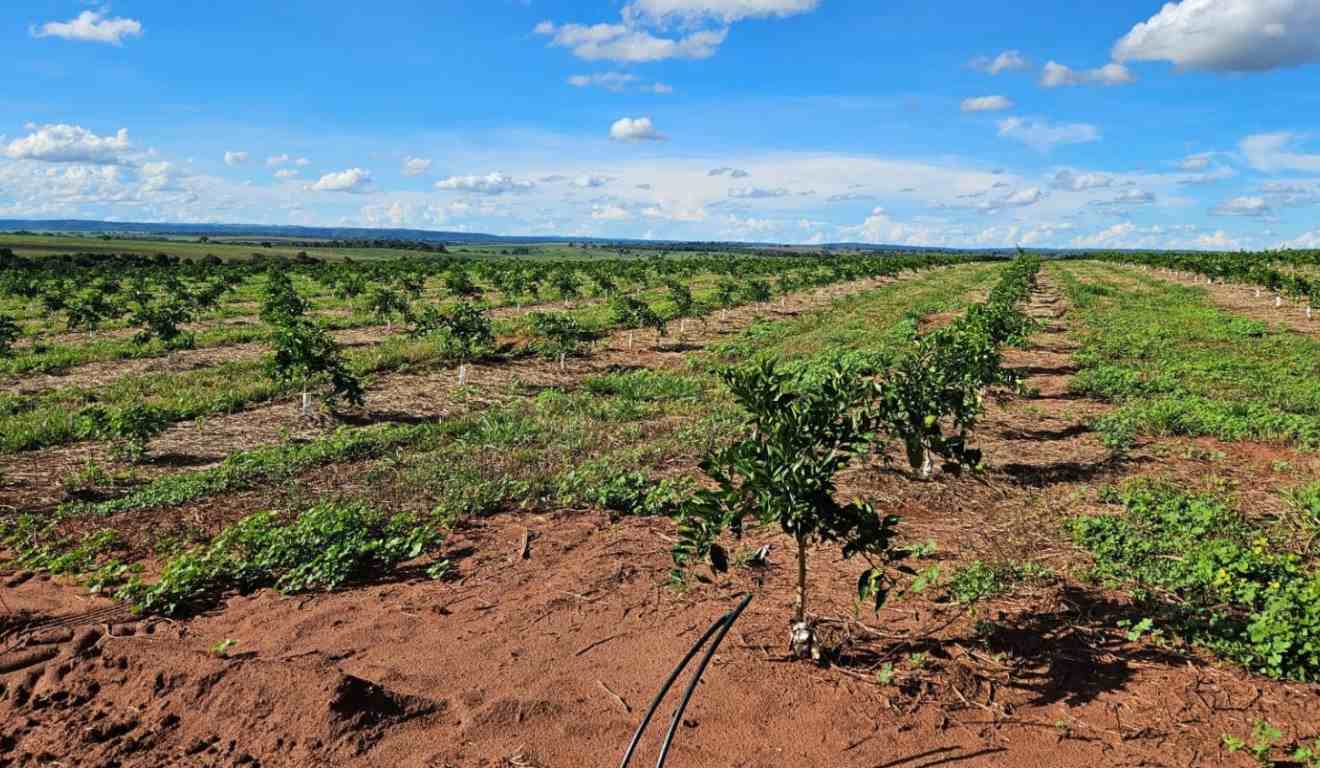 A citricultura de Mato Grosso do Sul será o tema central de dois eventos, o Encontro Regional de Capacitação em Citricultura e o MS Citrus Summit, que acontecem nos dias 10 e 11 de dezembro, respectivamente. As atividades serão realizadas em Três Lagoas (MS), no Espaço do Sesi MS.