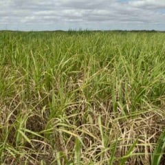 Pesquisadores da Unesp de Rio Claro e da PUC-RS identificaram uma nova espécie de cigarrinha que ameaça lavouras de cana-de-açúcar no Brasil, ampliando o conhecimento científico sobre o inseto e reforçando a necessidade de estratégias mais precisas de controle.