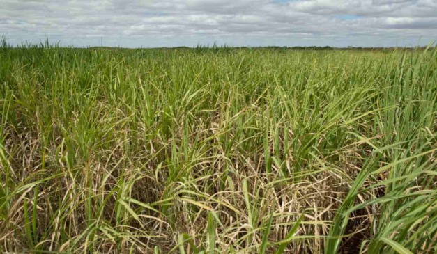 Pesquisadores da Unesp de Rio Claro e da PUC-RS identificaram uma nova espécie de cigarrinha que ameaça lavouras de cana-de-açúcar no Brasil, ampliando o conhecimento científico sobre o inseto e reforçando a necessidade de estratégias mais precisas de controle.