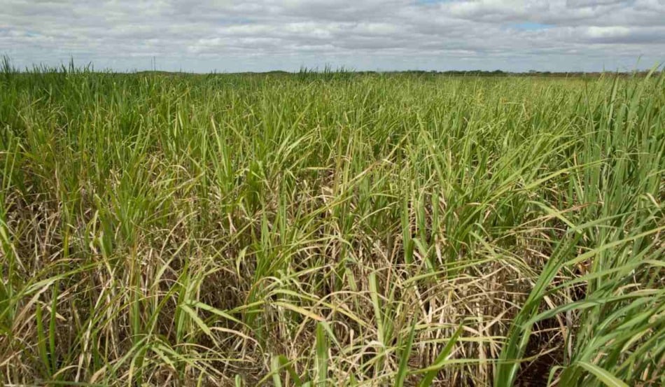 Pesquisadores da Unesp de Rio Claro e da PUC-RS identificaram uma nova espécie de cigarrinha que ameaça lavouras de cana-de-açúcar no Brasil, ampliando o conhecimento científico sobre o inseto e reforçando a necessidade de estratégias mais precisas de controle.