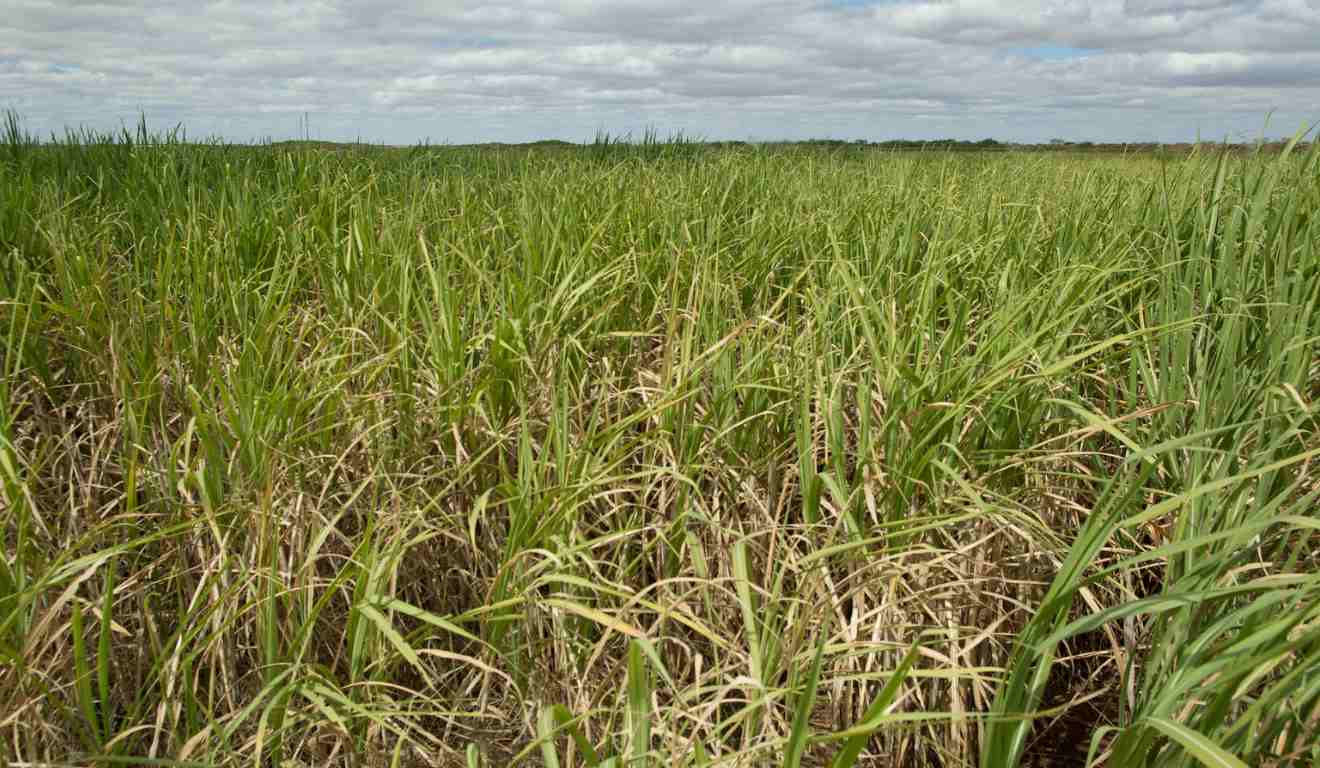 Pesquisadores da Unesp de Rio Claro e da PUC-RS identificaram uma nova espécie de cigarrinha que ameaça lavouras de cana-de-açúcar no Brasil, ampliando o conhecimento científico sobre o inseto e reforçando a necessidade de estratégias mais precisas de controle.