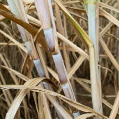 O Instituto Agronômico (IAC-Apta) vai anunciar, na terça-feira (25), duas novas variedades de cana-de-açúcar desenvolvidas para o Centro-Sul do país. As cultivares IAC07-2361 e IACCTC09-6166 chegam para ampliar o portfólio disponível aos produtores em um momento de busca por maior produtividade e adaptação climática.