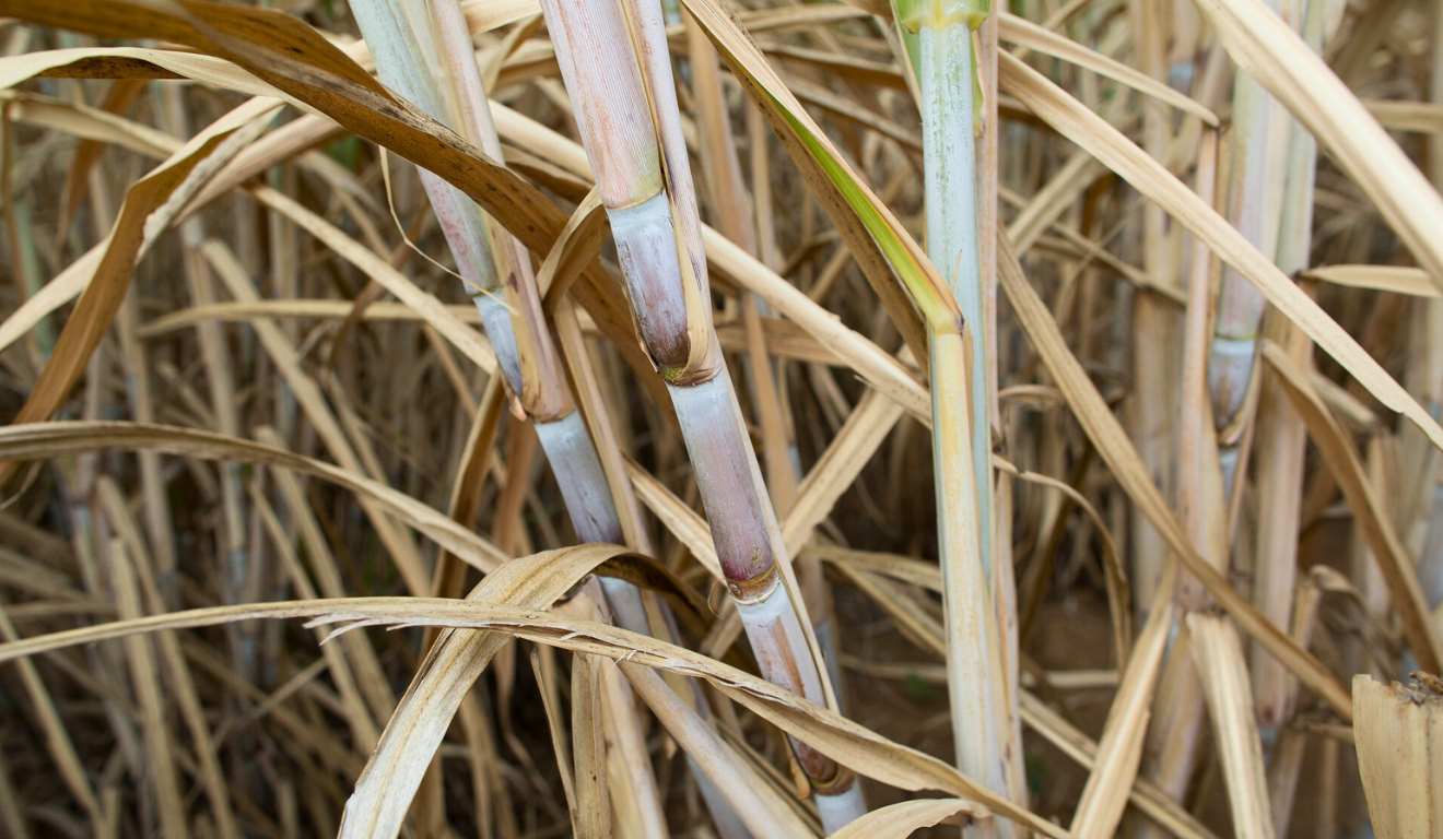 O Instituto Agronômico (IAC-Apta) vai anunciar, na terça-feira (25), duas novas variedades de cana-de-açúcar desenvolvidas para o Centro-Sul do país. As cultivares IAC07-2361 e IACCTC09-6166 chegam para ampliar o portfólio disponível aos produtores em um momento de busca por maior produtividade e adaptação climática.