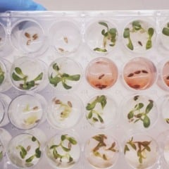 Pesquisadores da Universidade Federal de Minas Gerais (UFMG), da Embrapa Meio Ambiente e do Departamento de Agricultura dos Estados Unidos identificaram uma molécula natural produzida por um fungo endofítico do gênero Piper que superou o desempenho de pesticidas convencionais, abrindo caminho para o desenvolvimento de bioinsumos agrícolas mais eficientes e sustentáveis.