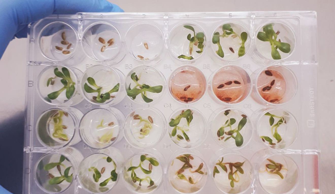 Pesquisadores da Universidade Federal de Minas Gerais (UFMG), da Embrapa Meio Ambiente e do Departamento de Agricultura dos Estados Unidos identificaram uma molécula natural produzida por um fungo endofítico do gênero Piper que superou o desempenho de pesticidas convencionais, abrindo caminho para o desenvolvimento de bioinsumos agrícolas mais eficientes e sustentáveis.