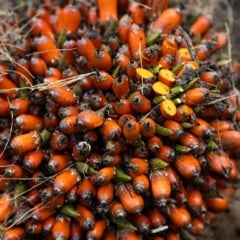 A Comissão de Constituição e Justiça (CCJ) da Câmara aprovou o Projeto de Lei 3.601/23, que cria o Programa Nacional de Incentivo e Comercialização do Dendê (PNICD), voltado ao fortalecimento da cadeia produtiva do óleo no país