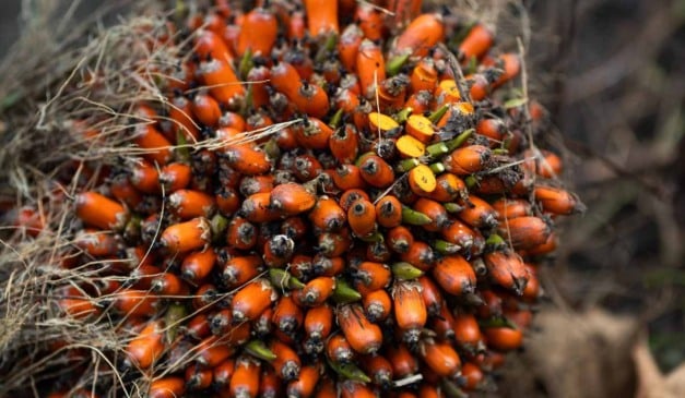 A Comissão de Constituição e Justiça (CCJ) da Câmara aprovou o Projeto de Lei 3.601/23, que cria o Programa Nacional de Incentivo e Comercialização do Dendê (PNICD), voltado ao fortalecimento da cadeia produtiva do óleo no país