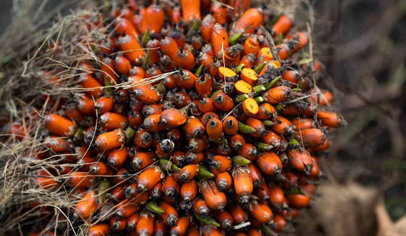 A Comissão de Constituição e Justiça (CCJ) da Câmara aprovou o Projeto de Lei 3.601/23, que cria o Programa Nacional de Incentivo e Comercialização do Dendê (PNICD), voltado ao fortalecimento da cadeia produtiva do óleo no país A Comissão de Constituição e Justiça (CCJ) da Câmara aprovou o Projeto de Lei 3.601/23, que cria o Programa Nacional de Incentivo e Comercialização do Dendê (PNICD), voltado ao fortalecimento da cadeia produtiva do óleo no país