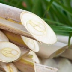 Palmito pupunha produzido no Vale do Ribeira ganha selo de IG, e o reconhecimento do Inpi valoriza a produção regional e pode abrir novas oportunidades de mercado para mais de 1,8 mil produtores.